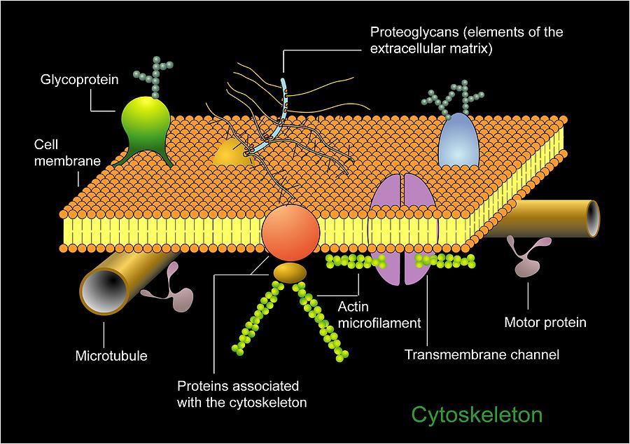 cytoskeleton cell