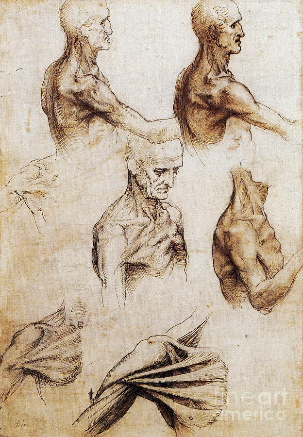 Leonardo Da Vinci Photograph - Da Vinci Anatomical Drawings by Science Source