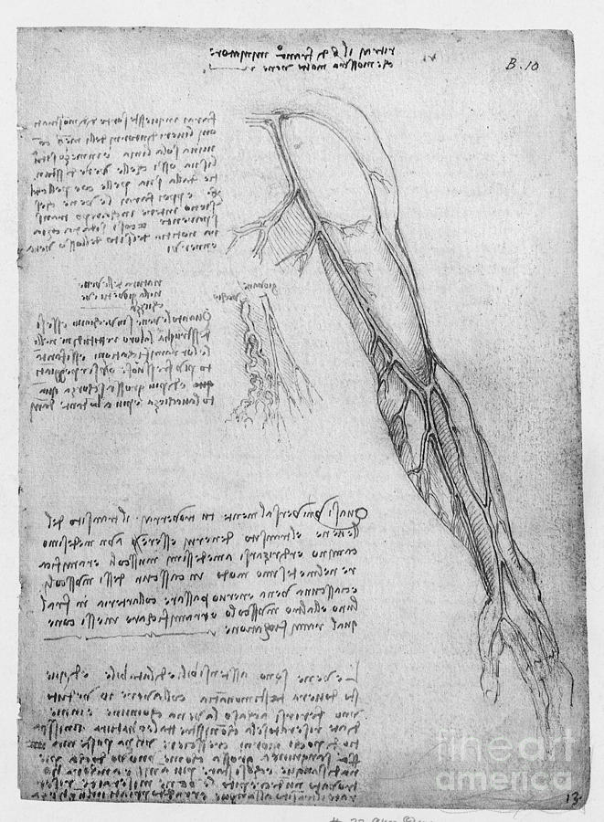 Leonardo Da Vinci Photograph - Da Vinci Superficial Vessels Of The Arm by Science Source