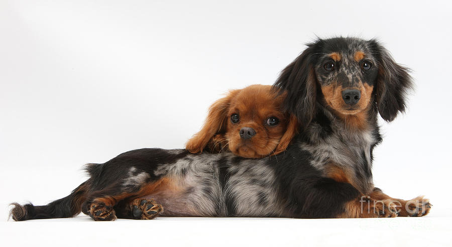 Dachshund And Cavalier King Charles Photograph by Mark Taylor