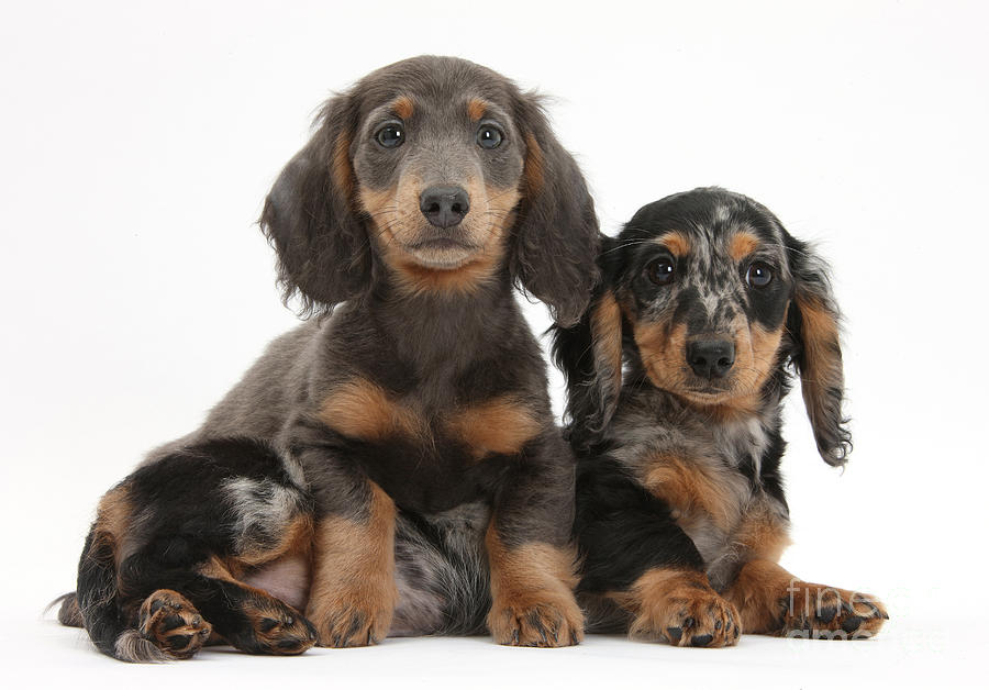 Dachshund And Merle Dachshund Pups Photograph by Mark Taylor