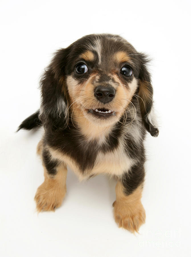 Miniature Dachshund Pup Photograph by Jane Burton