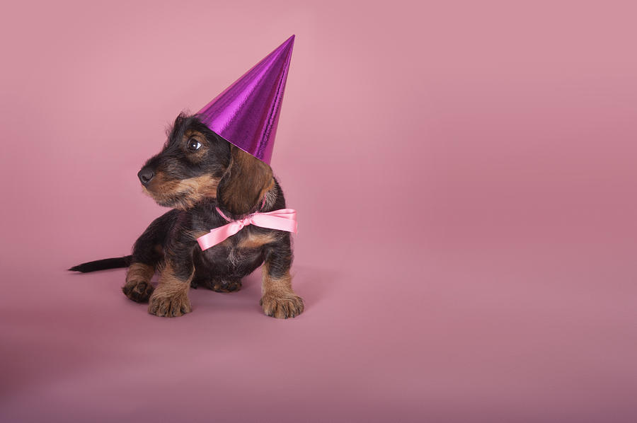 Dachshund Puppy Wearing A Party Hat Photograph by Brand New Images