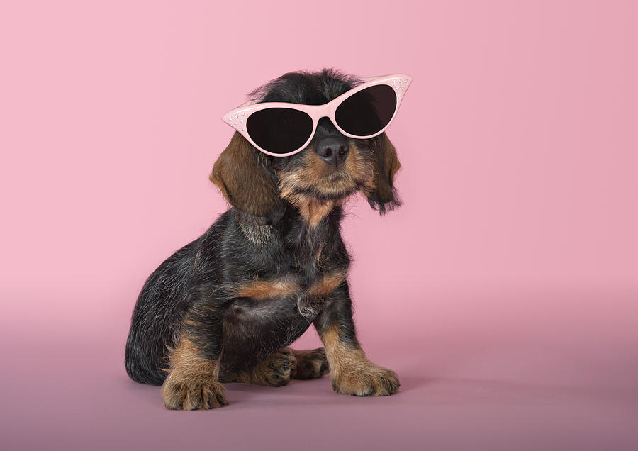 Dachshund Puppy Wearing Sunglasses Photograph by Brand New Images