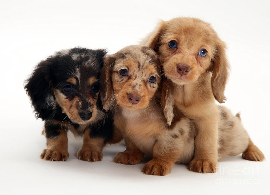 Dachshund Pups Photograph by Jane Burton