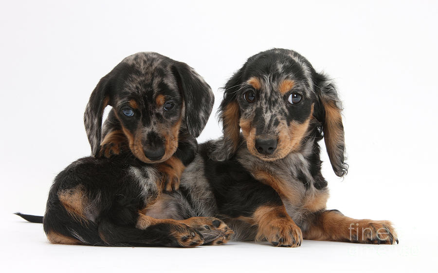 Dachshund Pups Photograph by Mark Taylor - Fine Art America