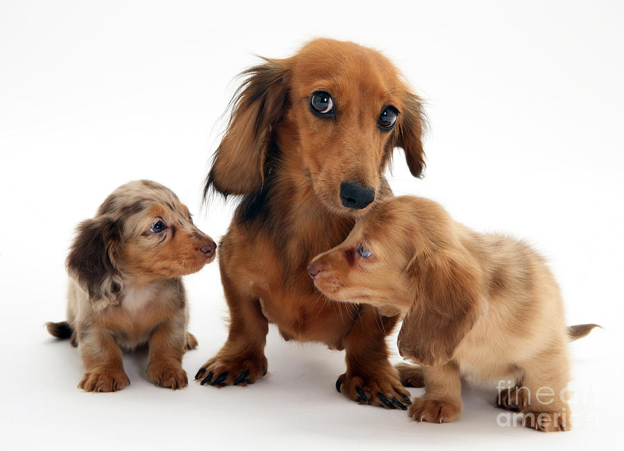 Dachshund With Pups Photograph by Jane Burton