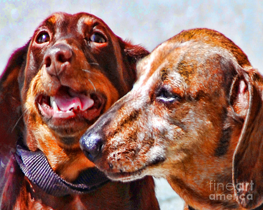 Dachshunds Photograph by Anne Ferguson - Fine Art America