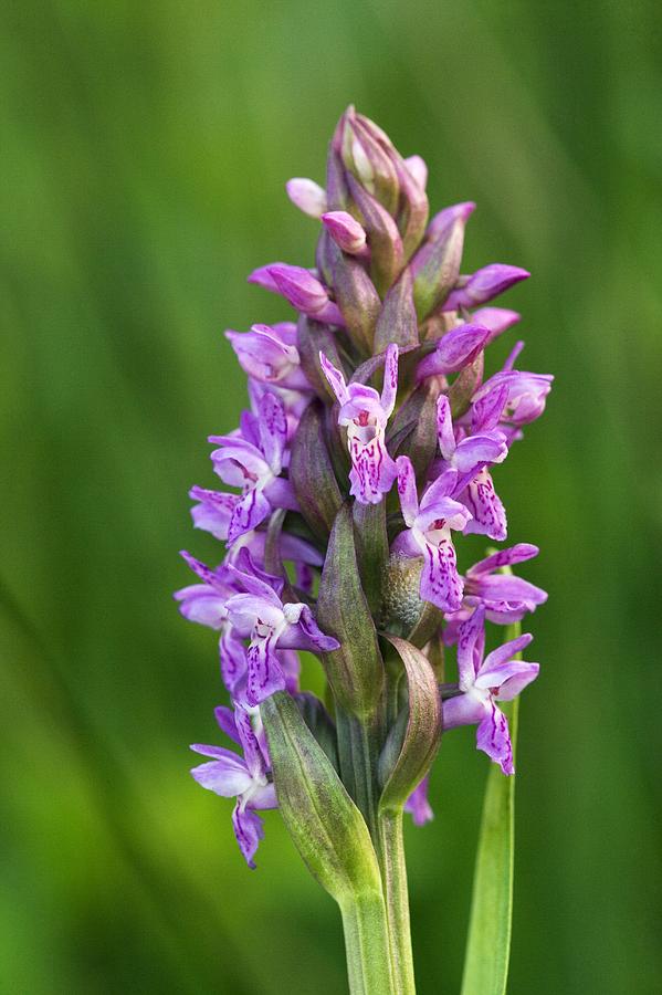 Dactylorhiza Incarnata Photograph By Bob Gibbons - Fine Art America