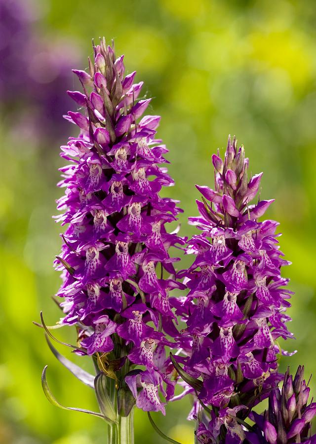 Dactylorhiza Praetermissa Photograph by Bob Gibbons - Pixels