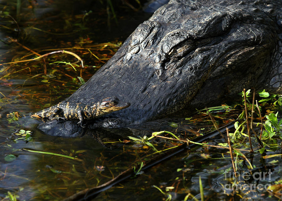 Alligator Photograph - Daddy Alligator and his Baby by Sabrina L Ryan