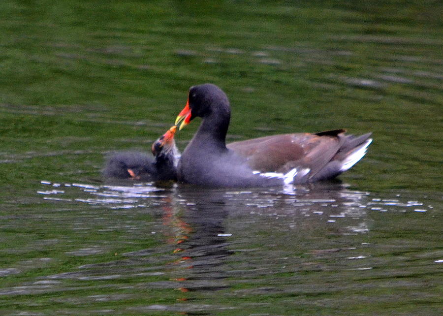 Daddy Moorhen and his baby Photograph by Brenda Alcorn - Fine Art America