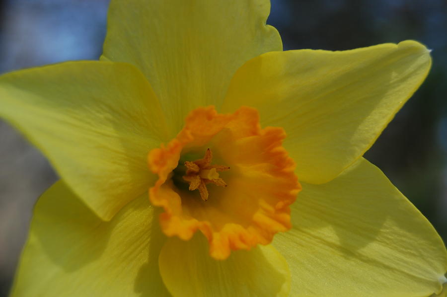 Daffodil 4 Photograph by Paul Thomley - Fine Art America