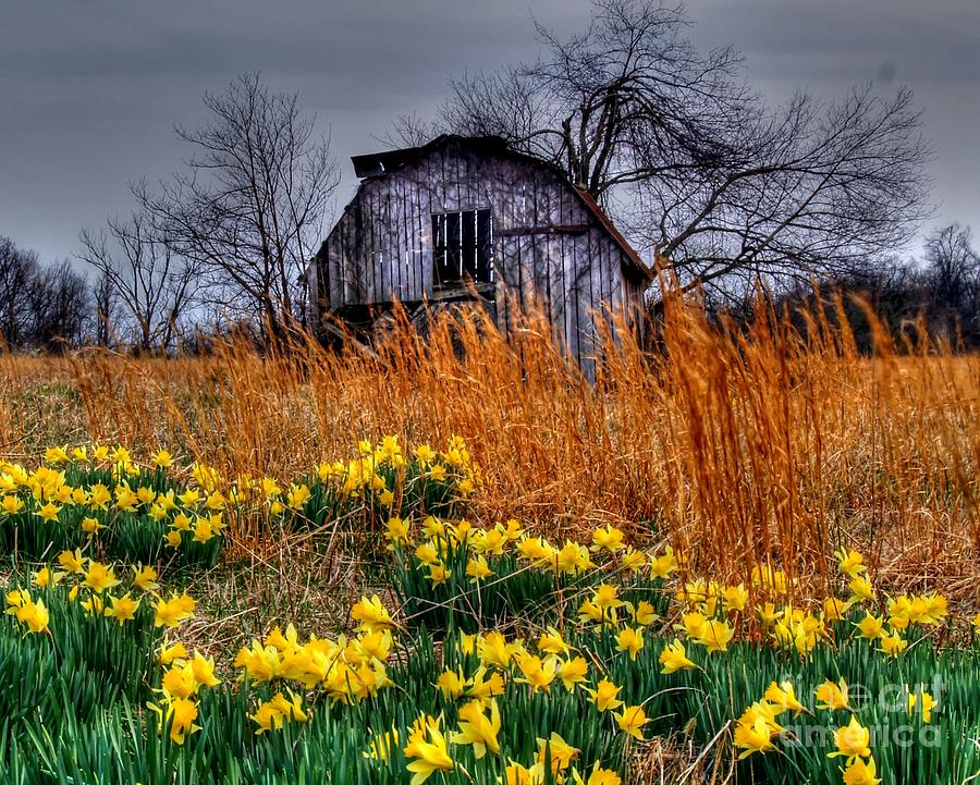 Daffodil Barn Photograph by Kevin Pugh