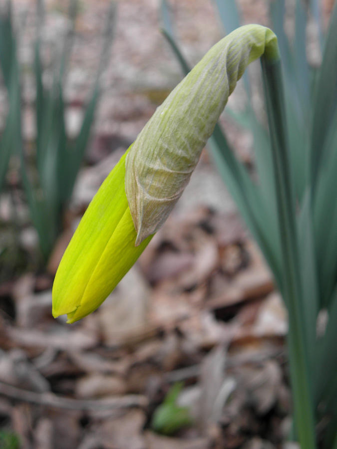 Daffodil Bud Photograph by Kim Galluzzo