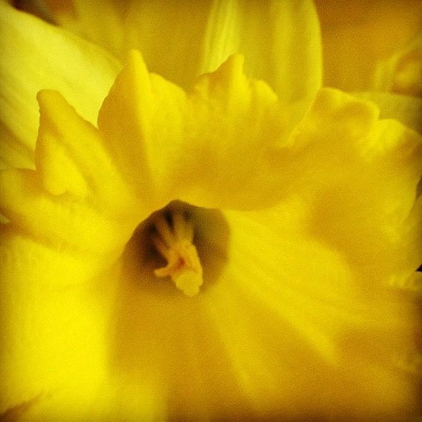 Spring Photograph - Daffodil by Christopher Campbell
