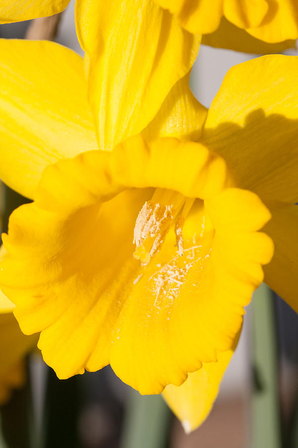 Daffodil Close Up Photograph by Dina Calvarese
