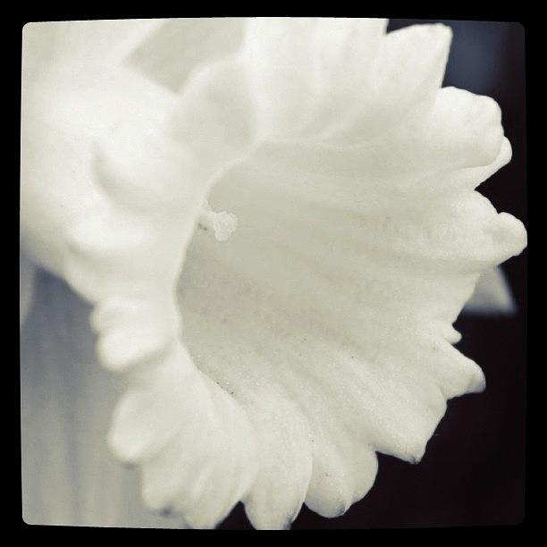 Black And White Photograph - Daffodil Close up in BW by Justin Connor