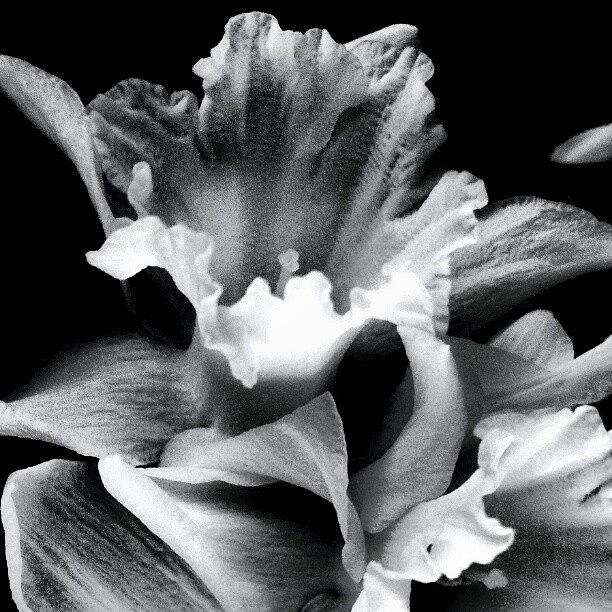 Instagram Photograph - Daffodil Drama #android #andrography by Marianne Dow