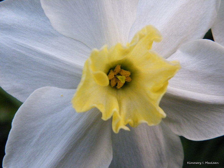Daffodil Emotions Photograph by Kimmary MacLean