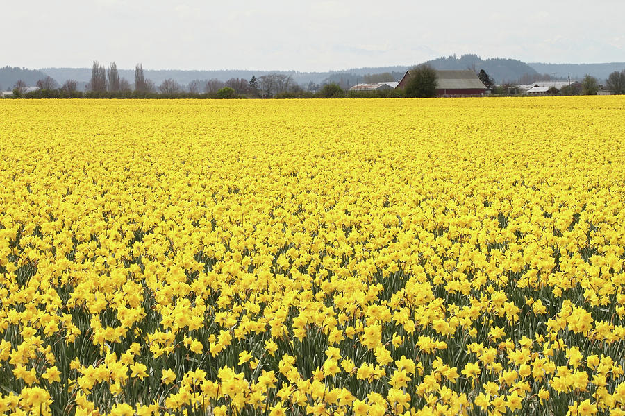 Daffodil field of gold Photograph by Pierre Leclerc Photography