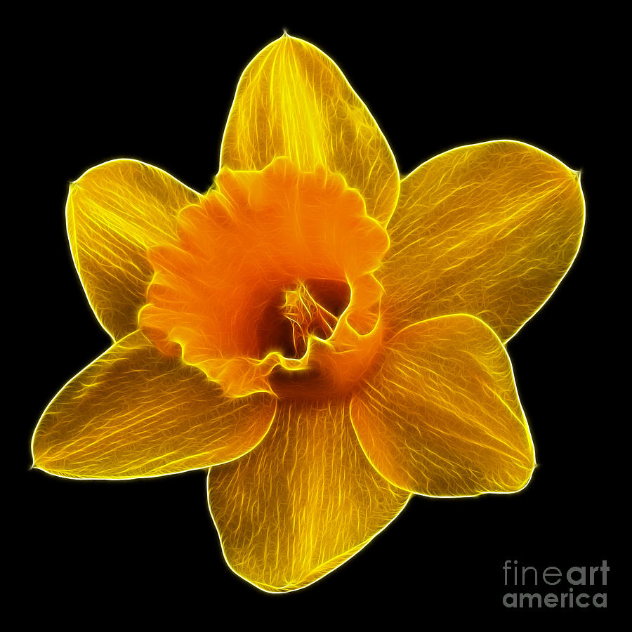 Daffodil fractal Photograph by Steev Stamford