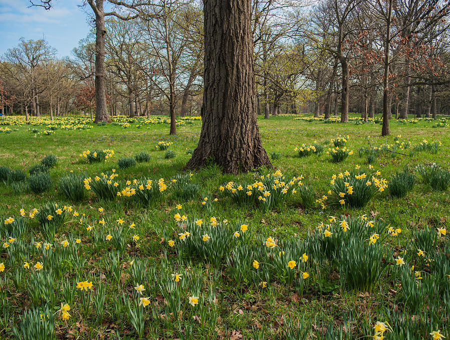 Spring Photograph - Daffodil Glade Number 2 by Steve Gadomski