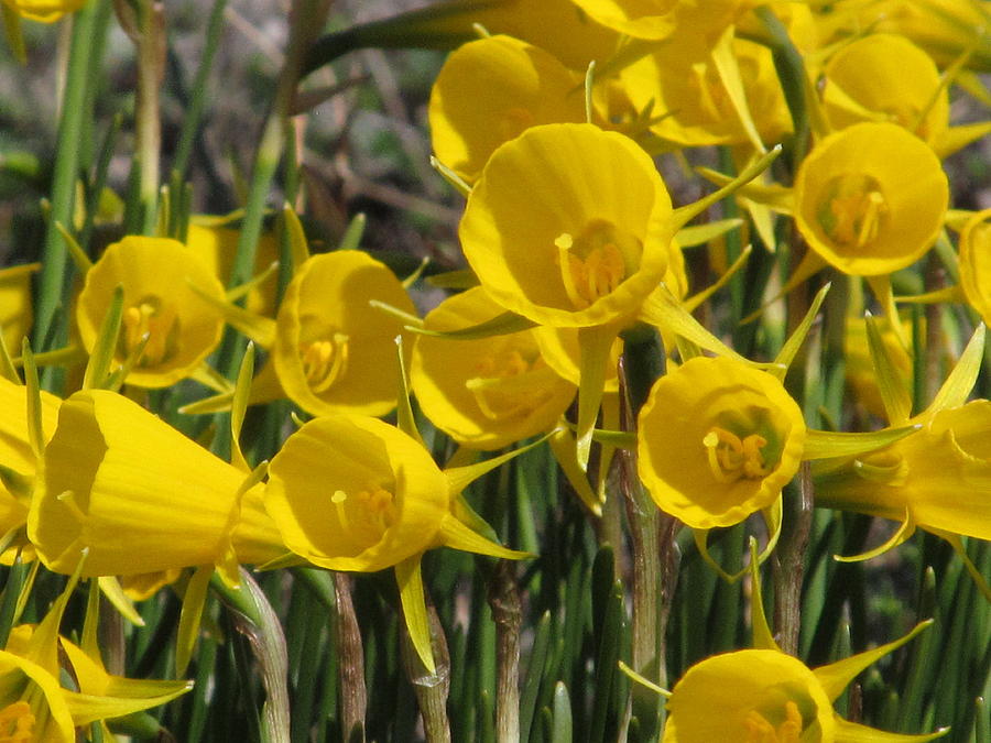 Daffodil Golden Bells Photograph by Alfred Ng