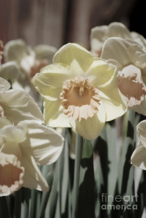 Daffodil hand-tint Photograph by Jim And Emily Bush