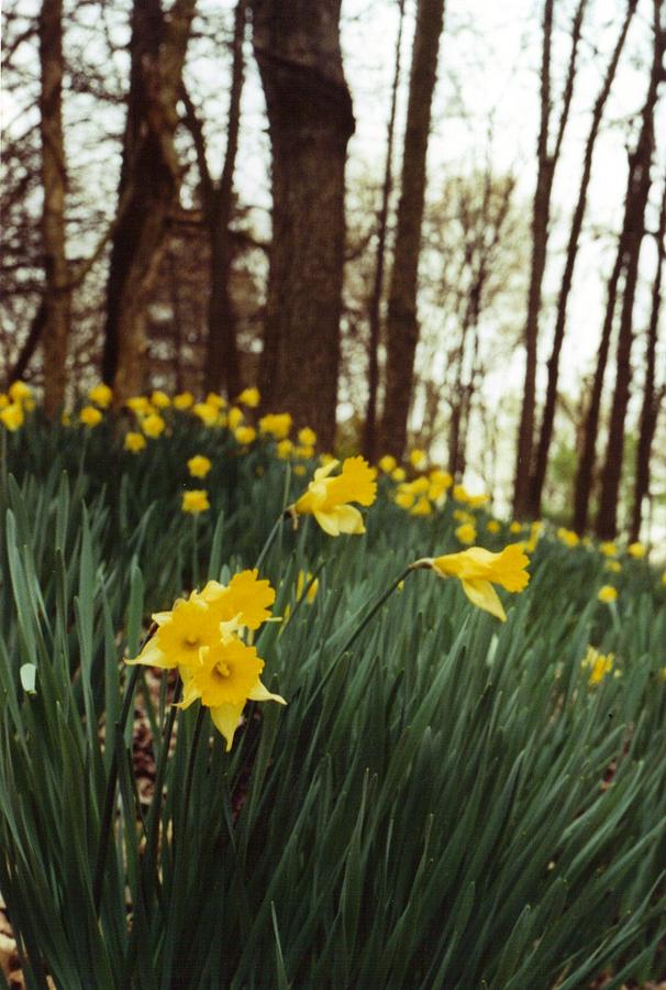 Flower Photograph - Daffodil Hill by Wide Awake Arts