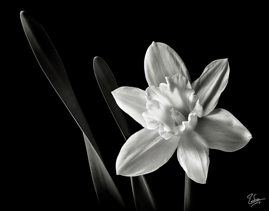 Daffodil in Black and White Photograph by Endre Balogh