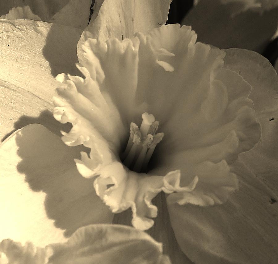 Daffodil in Sepia Tone Photograph by Bruce Bley