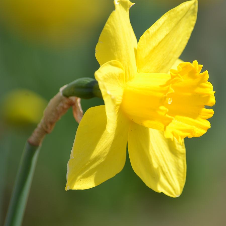 Daffodil in the Sun Photograph by P S - Fine Art America
