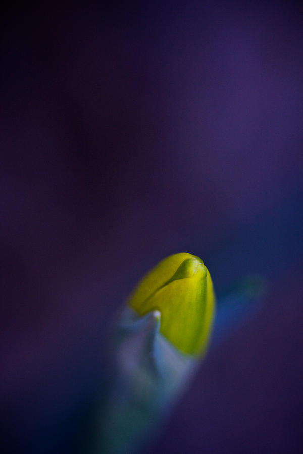 Daffodil Photograph by Jane Melgaard