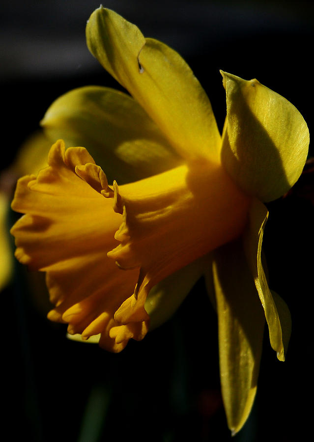Daffodil Photograph by Karen Harrison Brown