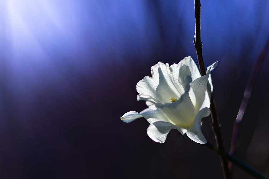 Daffodil Light Photograph by Lori Coleman