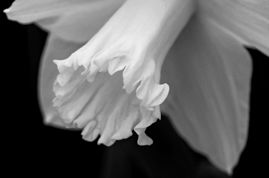 Flower Photograph - Daffodil by Lisa Phillips