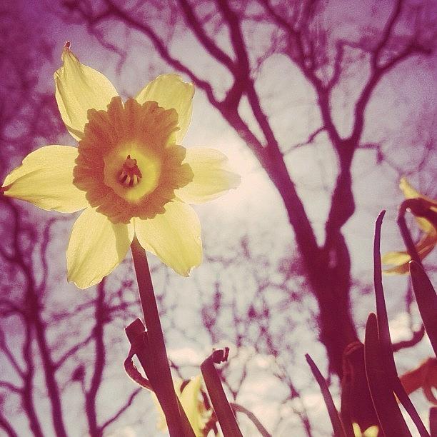 Tree Photograph - Daffodil  by Marc Gascoigne