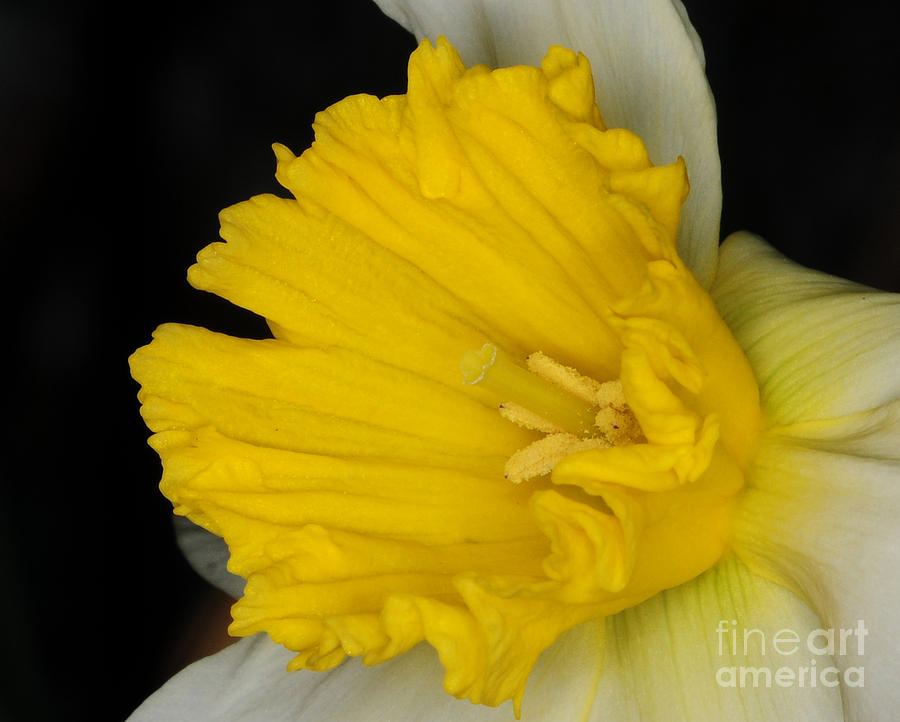Daffodil on black Photograph by Paul Ward