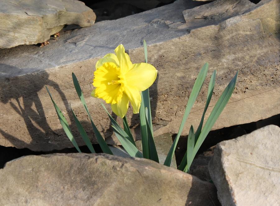 Flower Photograph - Daffodil On The Rocks by Devon Stewart