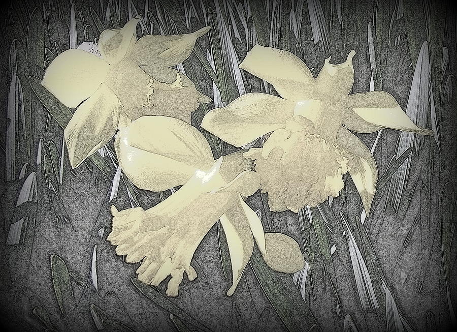 Daffodil-pencil etch Photograph by Nick Kloepping