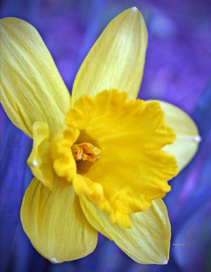 Daffodil Photograph by Rebecca Samler