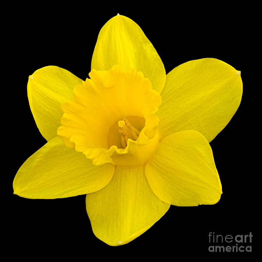 Daffodil Photograph by Steev Stamford