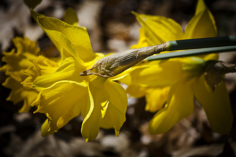 Winter Photograph - Daffodil Sunshine by Teresa Mucha