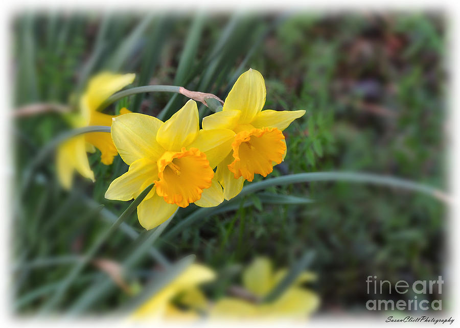 Daffodil Photograph by Susan Cliett