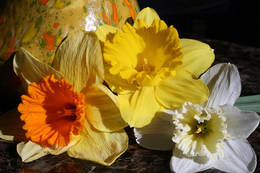 Spring Photograph - Daffodil Threesome by Kay Novy