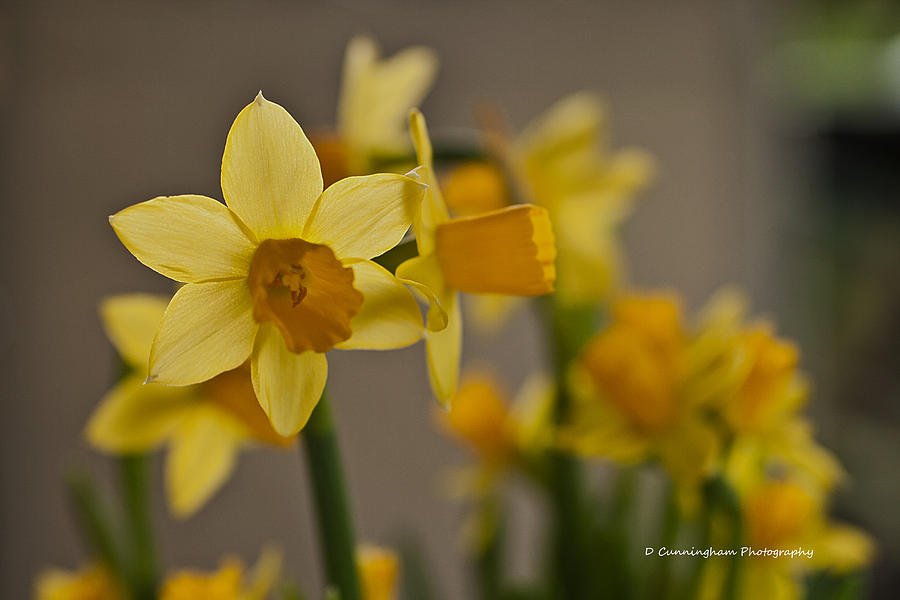 Daffodiles Photograph by Dorothy Cunningham