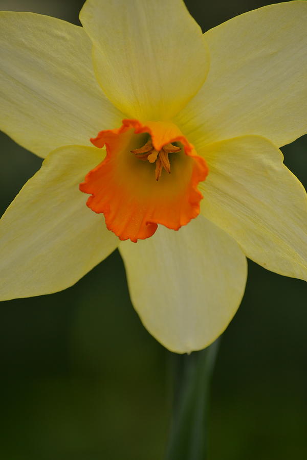 Flower Photograph - Daffodilicious by JD Grimes
