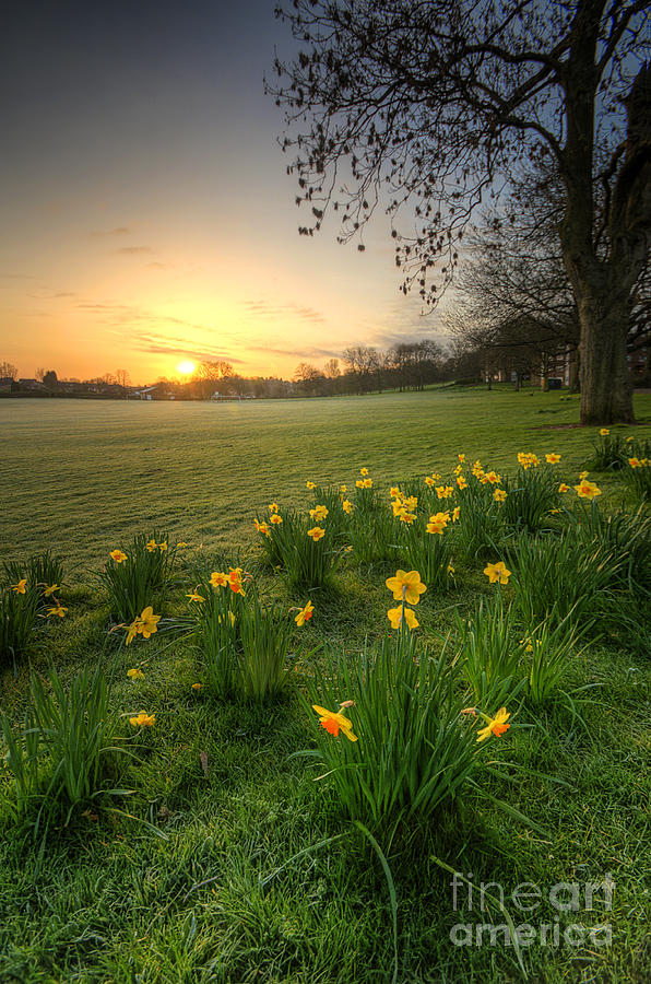 Daffodils And Sunrise At The Park Photograph by Yhun Suarez