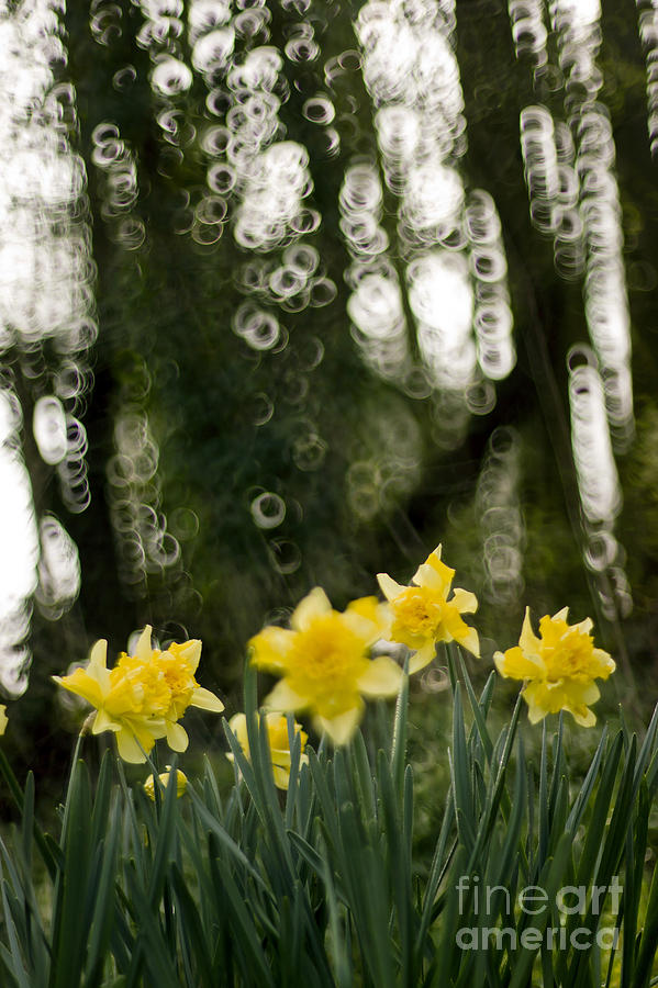 Daffodils Photograph by Ang El